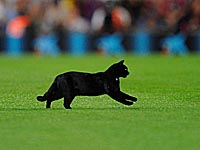 Кот Ахилл считает, что победит Бельгия, букмекеры с ним не согласны Кот Ахилл считает, что победит Бельгия, букмекеры с ним не согласны