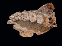 Человеческая челюсть из пещеры Мисалия