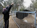 В зоопарке Хан-Юниса содержатся 65 пока еще живых животных: страусы, обезьяны, черепахи, олени, ламы, лев и тигр. В зоопарке Хан-Юниса содержатся 65 пока еще живых животных: страусы, обезьяны, черепахи, олени, ламы, лев и тигр.