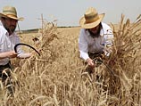 Цены на хлеб повысятся на 6,5% Цены на хлеб повысятся на 6,5%