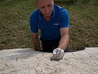 Обнаруженный фрагмент каменной плиты Обнаруженный фрагмент каменной плиты