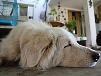 Семья Нетаниягу "усыновила" пса, которого старые хозяева хотели усыпить Семья Нетаниягу "усыновила" пса, которого старые хозяева хотели усыпить