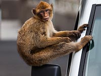 ДТП в Утар-Прадеш: обезьяна села за руль автобуса и врезалась в два других ДТП в Утар-Прадеш: обезьяна села за руль автобуса и врезалась в два других