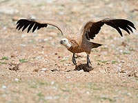 Белоголовый сип Белоголовый сип