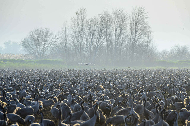 Весна близко: тысячи аистов прилетели в долину Хула. Фоторепортаж