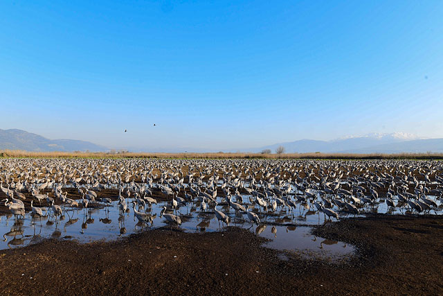 Весна близко: тысячи аистов прилетели в долину Хула. Фоторепортаж