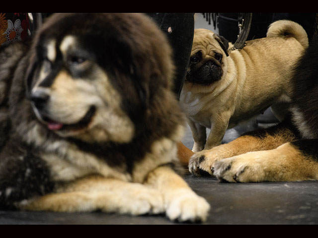 Crufts Dog Show 2018: крупнейшая собачья выставка Европы