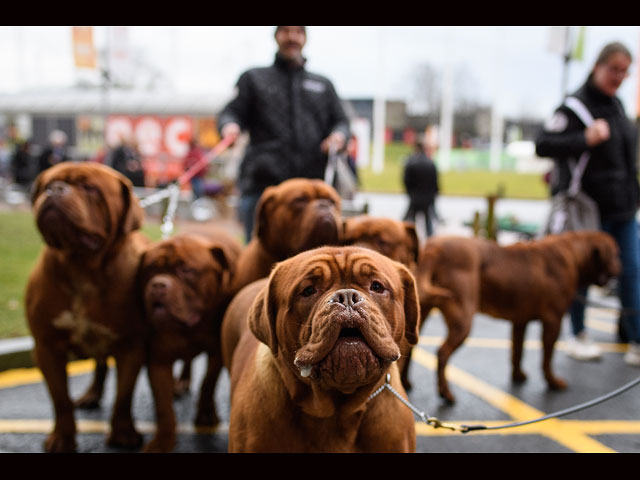 Crufts Dog Show 2018: крупнейшая собачья выставка Европы