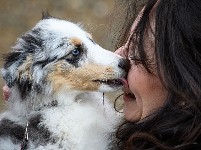 Crufts Dog Show 2018: крупнейшая собачья выставка Европы