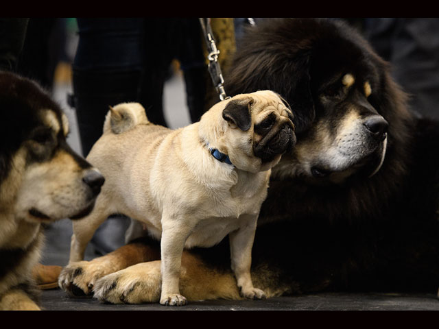 Crufts Dog Show 2018: крупнейшая собачья выставка Европы