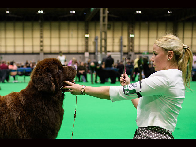 Crufts Dog Show 2018: крупнейшая собачья выставка Европы