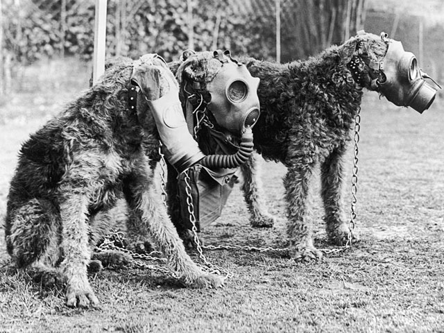 The Sun: тысячи собак погибли мучительной смертью в ходе испытаний "Новичка"  