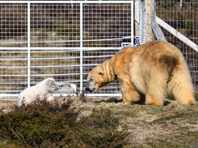 Впервые за четверть века в Британии родился полярный медведь