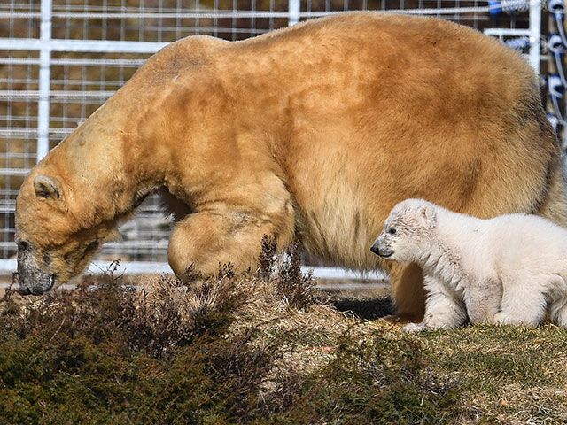 Впервые за четверть века в Британии родился полярный медведь