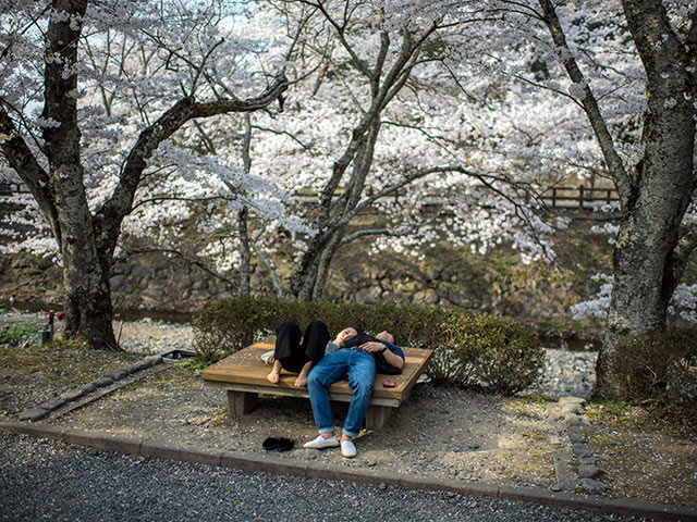 "Ханами": скоротечность жизни в вишневых садах Японии