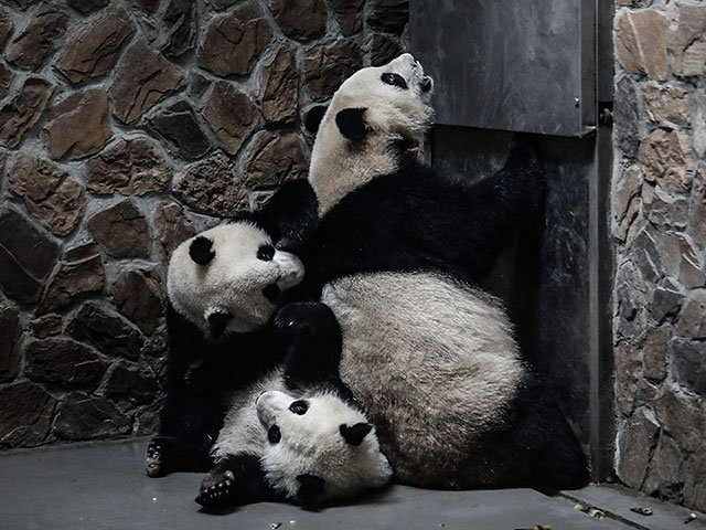 Борьба за сохранение вида: гигантские панды в Сычуане