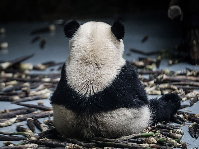 Борьба за сохранение вида: гигантские панды в Сычуане