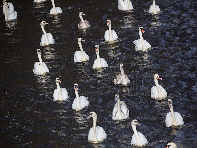 Возращение на свободу: лебеди на озере Ауссенальстер