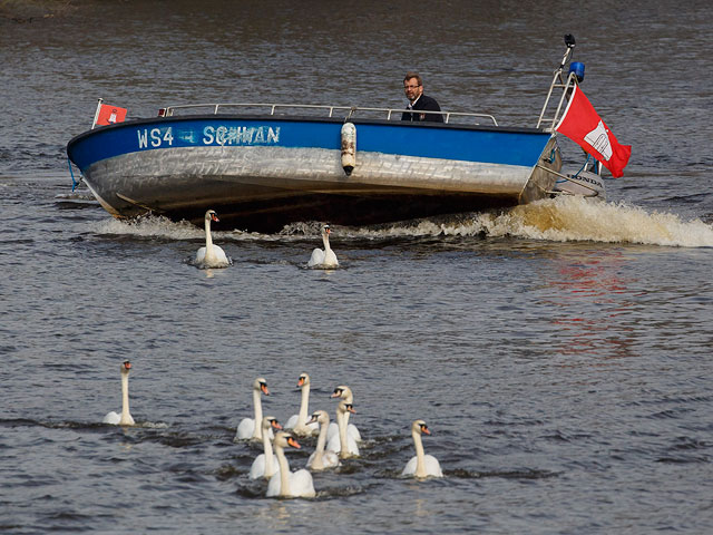 Возращение на свободу: лебеди на озере Ауссенальстер
