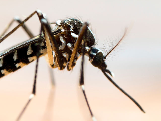 Китайский энтомолог обнаружил комара размером с мужскую ладонь  