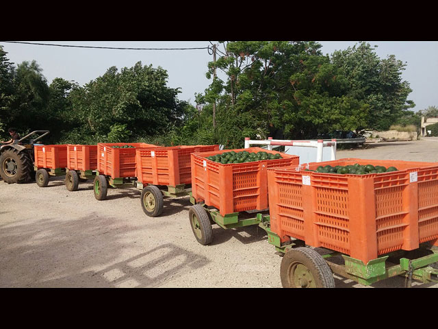 Полиция предотвратила хищение более двух тонн авокадо в Нес-Амим  