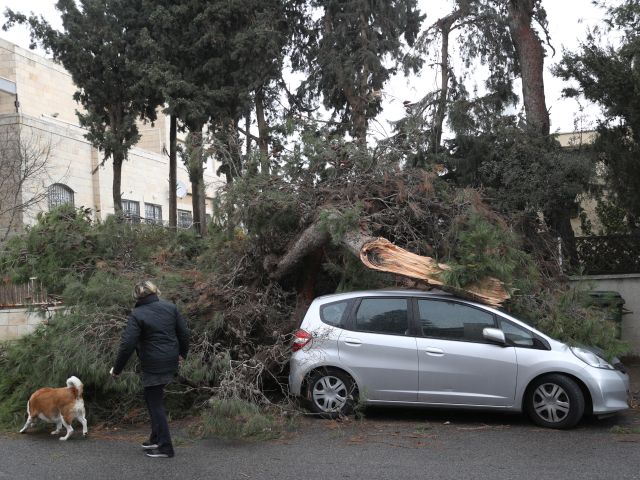 В Офакиме ветер повалил дерево на легковой автомобиль  