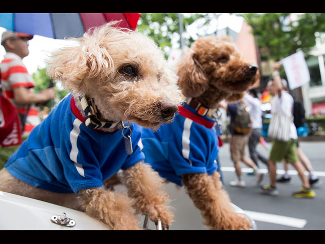 Tokyo Rainbow Pride &#8211; самый пышный гей-парад Японии  