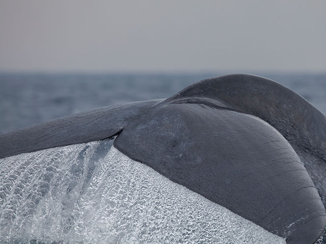 В Эйлате впервые наблюдали синего кита  (иллюстрация)