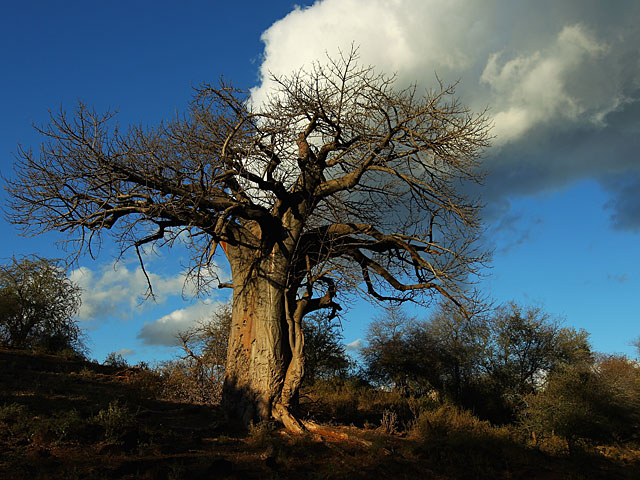  В Африке умирают самые старые баобабы: экологи винят глобальное потепление