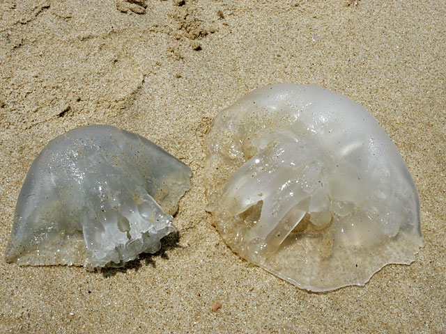 "Сезон медуз" около побережья Израиля заканчивается, не начавшись