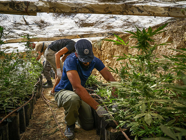 В мошаве на юге Израиля обнаружены 450 саженцев марихуаны  
