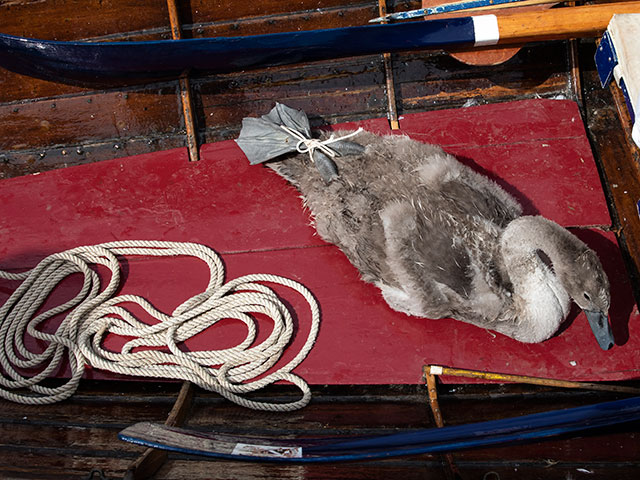 Пересчет королевских лебедей: многовековая традиция на Темзе