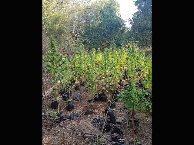 В лесу на севере Израиля обнаружены 800 кустов марихуаны 