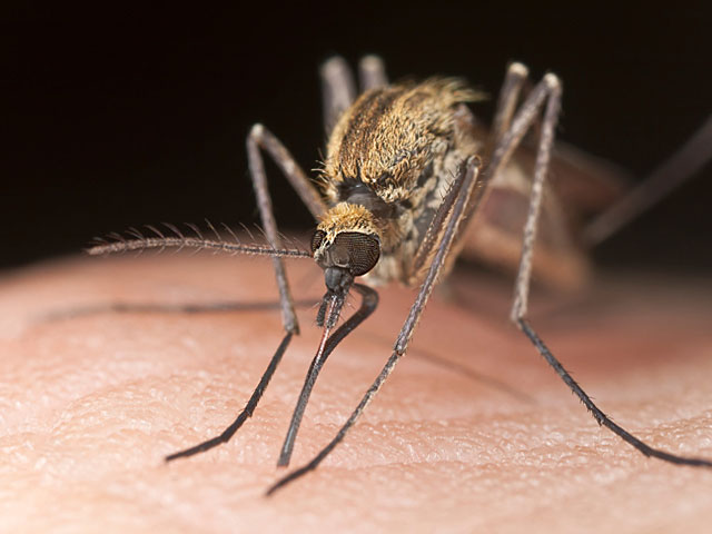 Минэкологии: комары-переносчики западно-нильской лихорадки распространились по всему Израилю