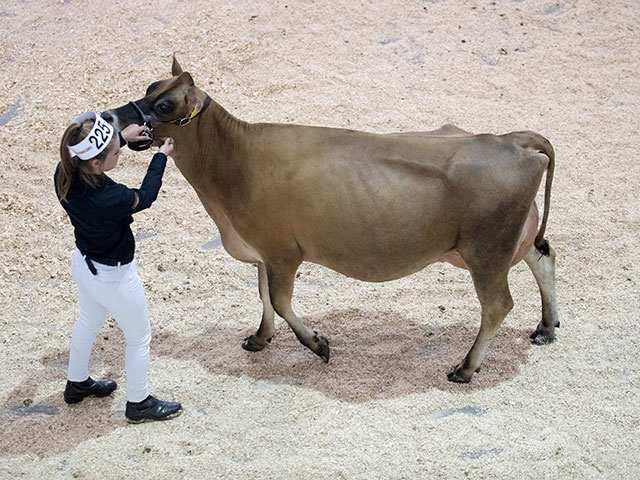 "Bath and West Dairy Show" в Сомерсете