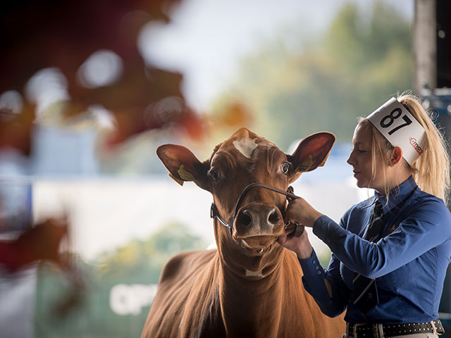 "Bath and West Dairy Show" в Сомерсете