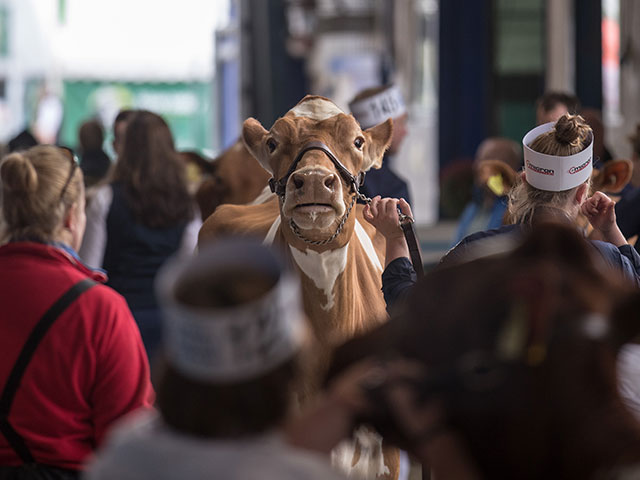 "Bath and West Dairy Show" в Сомерсете