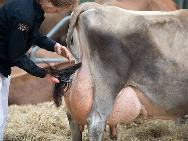 "Bath and West Dairy Show" в Сомерсете