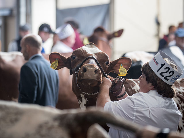 "Bath and West Dairy Show" в Сомерсете