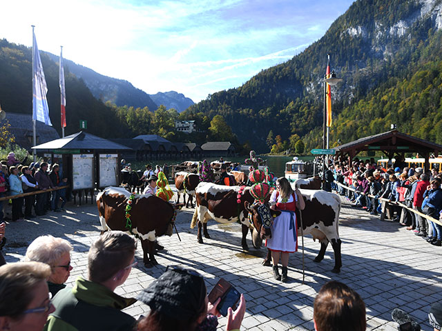 Паромом на зимовку: перегон скота в Альпах