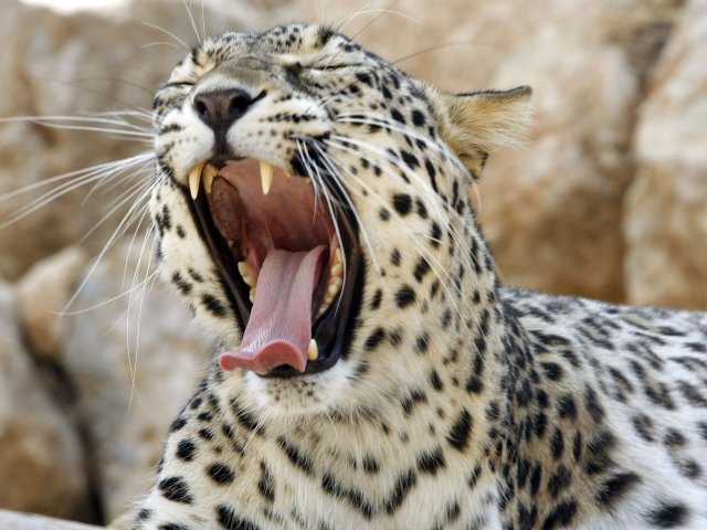 Новому персидскому леопарду в рамат-ганском "Сафари" выбрали имя из иранского списка