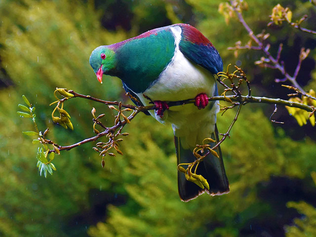 "Пьяный голубь" кереру: птица 2018 года в Новой Зеландии