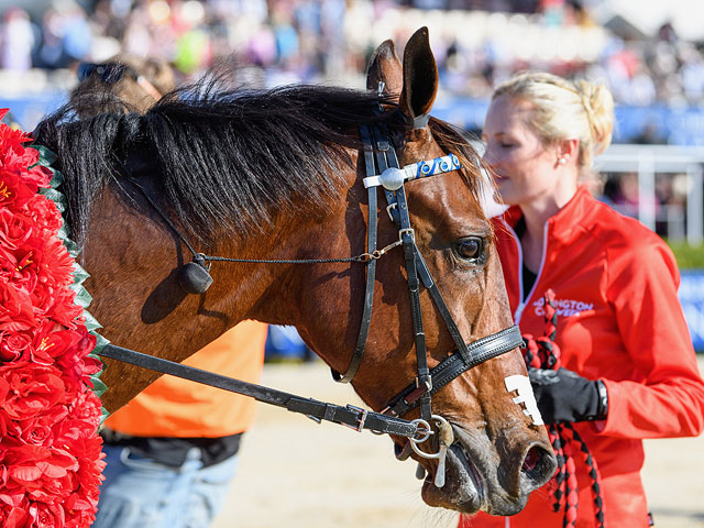 The New Zealand Trotting Cup