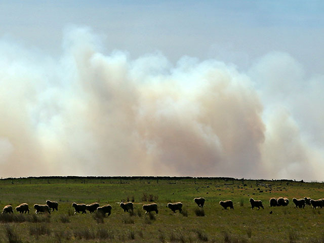 Лесные пожары в Австралии (архив)