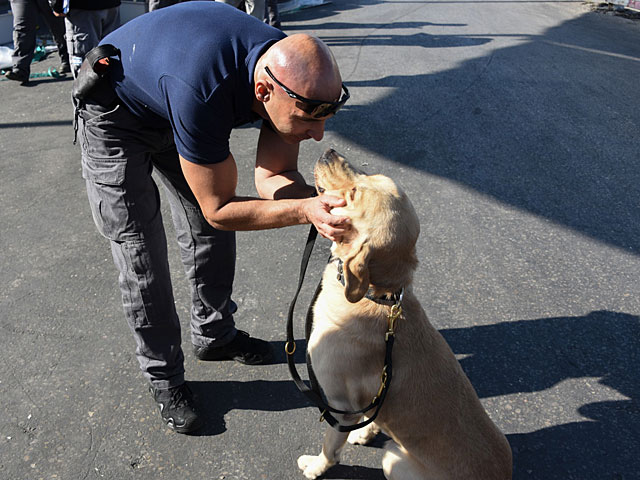 В Израиль из Чехии доставлены 28 служебных собак для нужд полиции