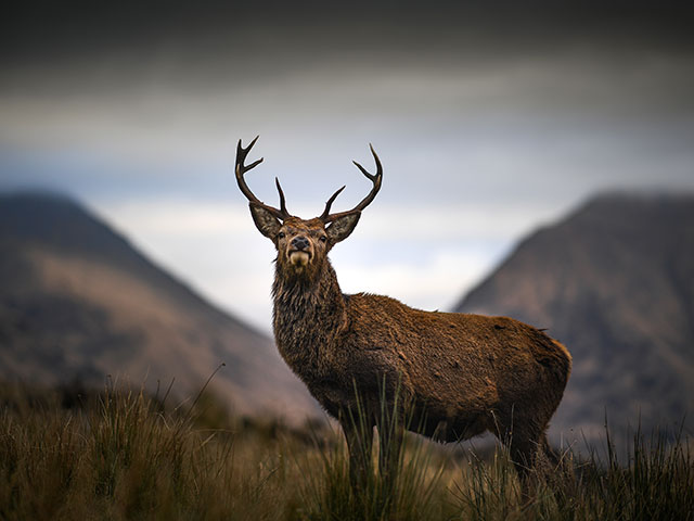 Прекрасные и бесстрашные: благородные олени Шотландии