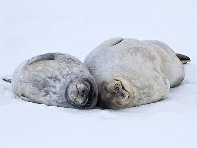 Сорок тюленей "оккупировали" городок в Канаде: закон не позволяет им помочь