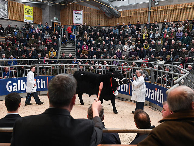 Аукцион быков в Шотландии