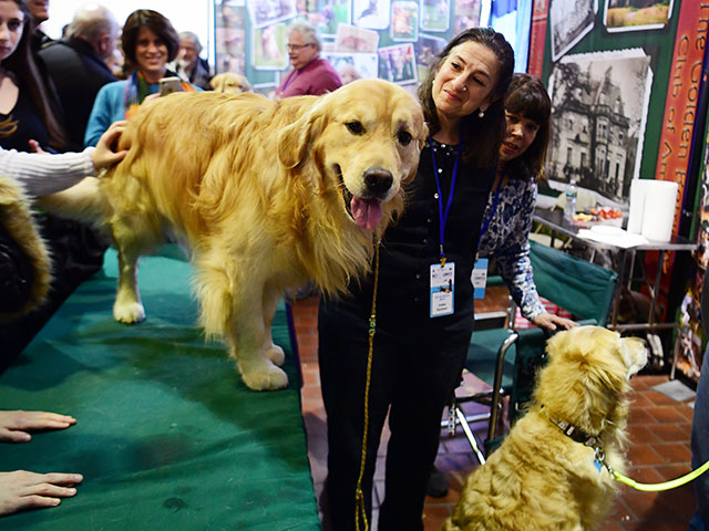 "Meet The Breed": конкурс самых ловких собак Нью-Йорка