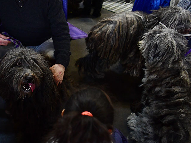 "Meet The Breed": конкурс самых ловких собак Нью-Йорка